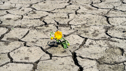Cracked earth in a severe drought. The unbearable heat. A green sprout, a flower that has survived in adverse conditions. - obrazy, fototapety, plakaty