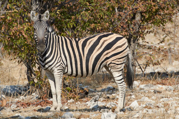 Fototapeta na wymiar Side view of an African Plains zebra (Equus quagga) standing in Namibian savanna and looking at camera. Safari wildlife in Africa.