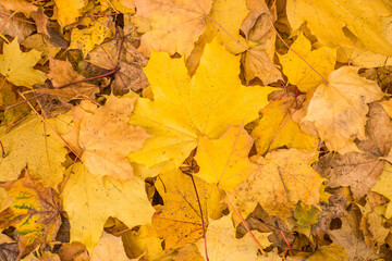 Naklejka na ściany i meble autumn yellow leaves falling to the ground on a warm autumn day. Autumn background.