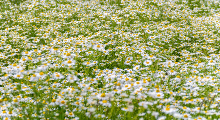 daisy flower meadow