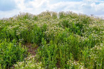 Fototapeta na wymiar chamomile flower meadow