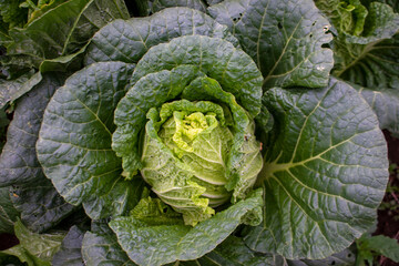 cabbage in the garden