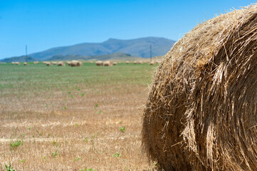 round grass bales in the field with saws in the background
