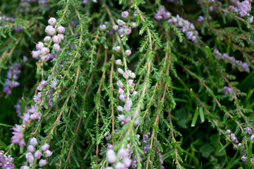 heather plant, forest plants, purple forest flowers