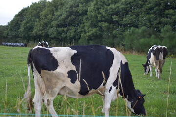 Naklejka na ściany i meble Vacas lecheras de color blanco y negro pastando en el campo