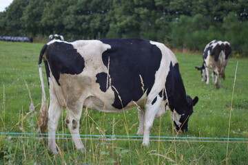 Naklejka na ściany i meble Vacas lecheras de color blanco y negro pastando en el campo
