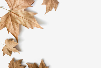  Flat lay composition with autumn leaves and space for text on white background.Autumn composition. 