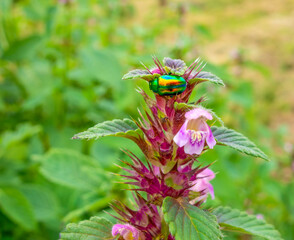 Dead-nettle leaf beetle