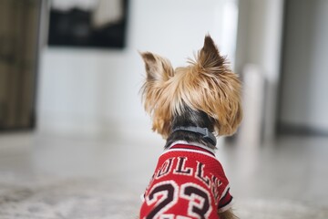 cute yorkshire terrier dog in red clothes with number 23