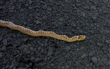Common European viper