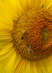 honey bees on sunflower