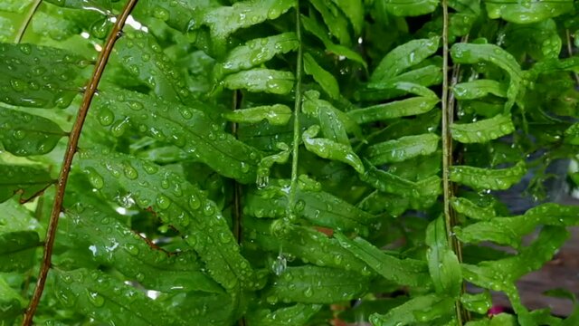 Falling Summer Monsoon Rain on Green Tree Plant leaf. Raindrop on leaves picture. Beautiful rainy season. Nature background