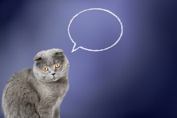 Portrait of funny animal probably thinking about food. Big cat and think cloud © BillionPhotos.com