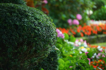 Details von Pflanzen und Blumen in einem Park zur späten Zeit im Sommer, Hochsommer mit Eibe in...