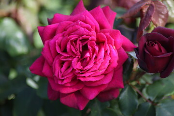 Guldemondplantsoen, large rosarium in Boskoop with close up of rose species Gr&auml;fin Diana