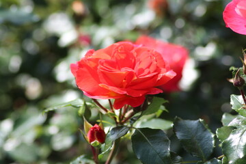 Guldemondplantsoen, large rosarium in Boskoop with close up of rose species Gebruder Grimm