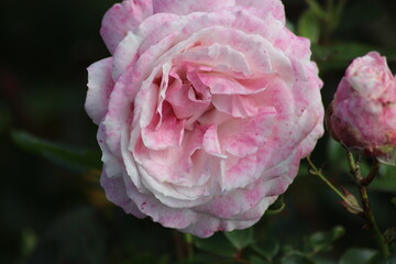 Guldemondplantsoen, large rosarium in Boskoop with close up of rose species RosenFaszanition