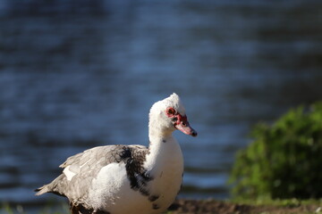 Moschusente Portrait