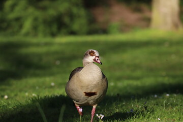Nilgans