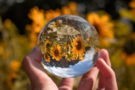 the world in a ball - Die Welt in einer Kugel - Fotokugel - Sonnenblumenfeld - Sonnenblumen
