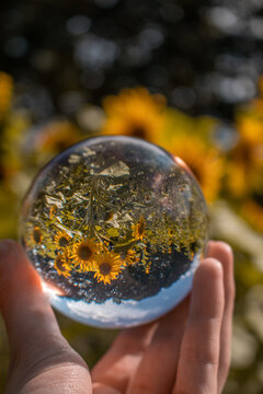 the world in a ball - Die Welt in einer Kugel - Fotokugel - Sonnenblumenfeld - Sonnenblumen