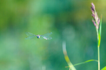 Grande Libellule Bleu aeshnea cyanea © bockelbam
