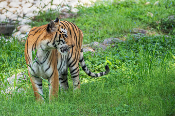Obraz premium Tiger in grass watching something