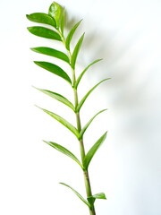 Branch of zamioculcas or zamiifolia plant on white background. House palm or tropical plant. Layout of home plant, copy space for text. Minimal floral concept. Green leaves branch. Tropical flower