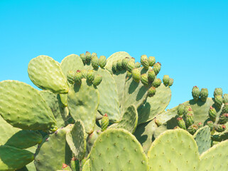 Layout of  prickly pear cactus with green fruits on blue sky background. Green opuntia cactus...