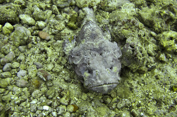 Frogfish (Antennarius) in the filipino sea December 15, 2010