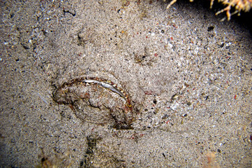 Stone fish (Synanceia Verrucosa) in the filipino sea November 1, 2010