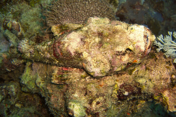 Tasseled Scorpionfish (Scorpaenopsis Oxycephala) in the filipino sea January 1, 2012