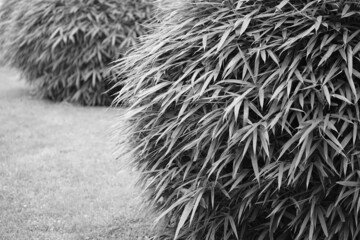 Schilfrohr, oder Schilf-Gras in einem Biotop, Phragmites australis