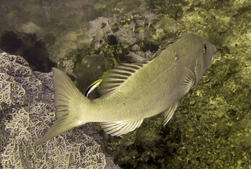 Unknown fish in the filipino sea December 21, 2011