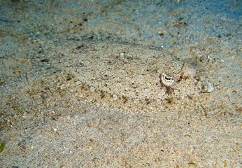 Flounder in the filipino sea January 13, 2012