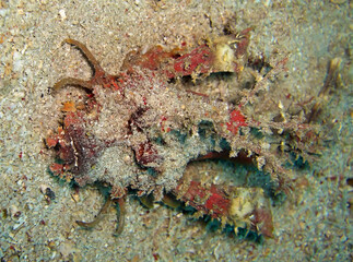 Demon stinger (Inimicus Didactylus) in the filipino sea January 13, 2012