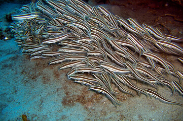 School of unknown fish in the filipino sea November 1, 2010