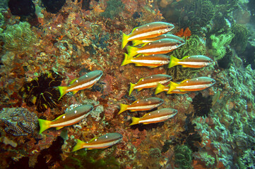 School of unknown fish in the filipino sea November 19, 2010