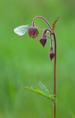 Green-veined white, Pieris napi resting on water avens, Geum rivale