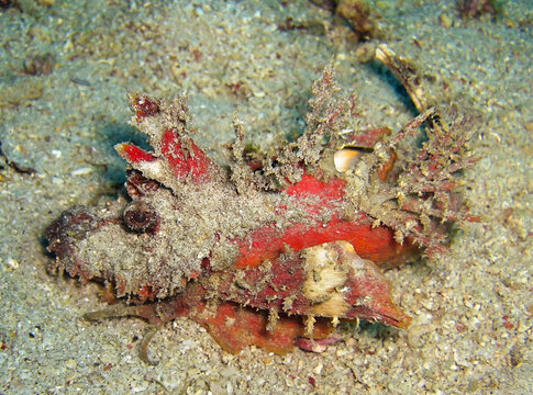 Demon stinger (Inimicus Didactylus) in the filipino sea January 13, 2012