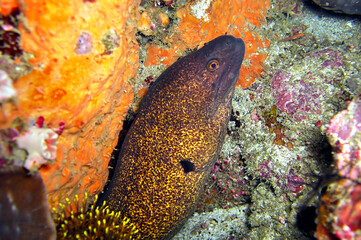 Yellow edged Moray Eel (Gymnothorax Flavimarginatus) in the filipino sea November 29, 2010