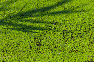 Natural green duckweed on the water for background or texture.