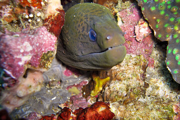 Moray Eel (Gymnothorax) in the filipino sea November 19, 2010
