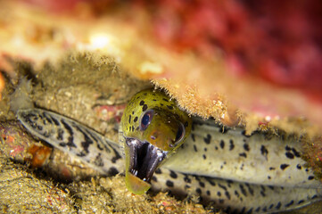 Fimbriated Moray Eel (Gymnothorax Fimbriatus) in the filipino sea December 25, 2011