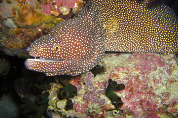White mouth Moray Eel (Gymnothorax Meleagris) in the filipino sea January 16, 2012
