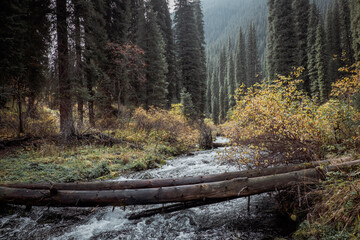 Mountain river in wild forest near Almaty