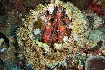Mantis Shrimp (Odontodactylus Scyllarus) in the filipino sea January 19, 2012