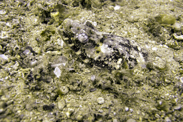 Stargazer Snake Eel (Brachysomophis) in the filipino sea December 16, 2010