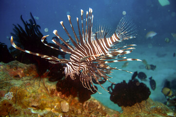Lion fish (Pterois Volitans) in the filipino sea November 1, 2010