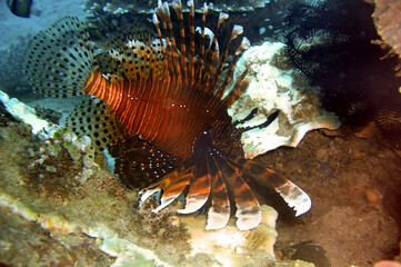 Lion fish (Pterois Volitans) in the filipino sea November 1, 2010
